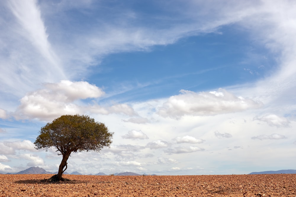 green tree on brown field under white clouds and blue sky during daytime