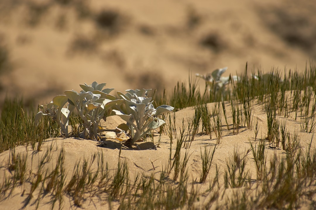 white flowers on brown sand during daytime