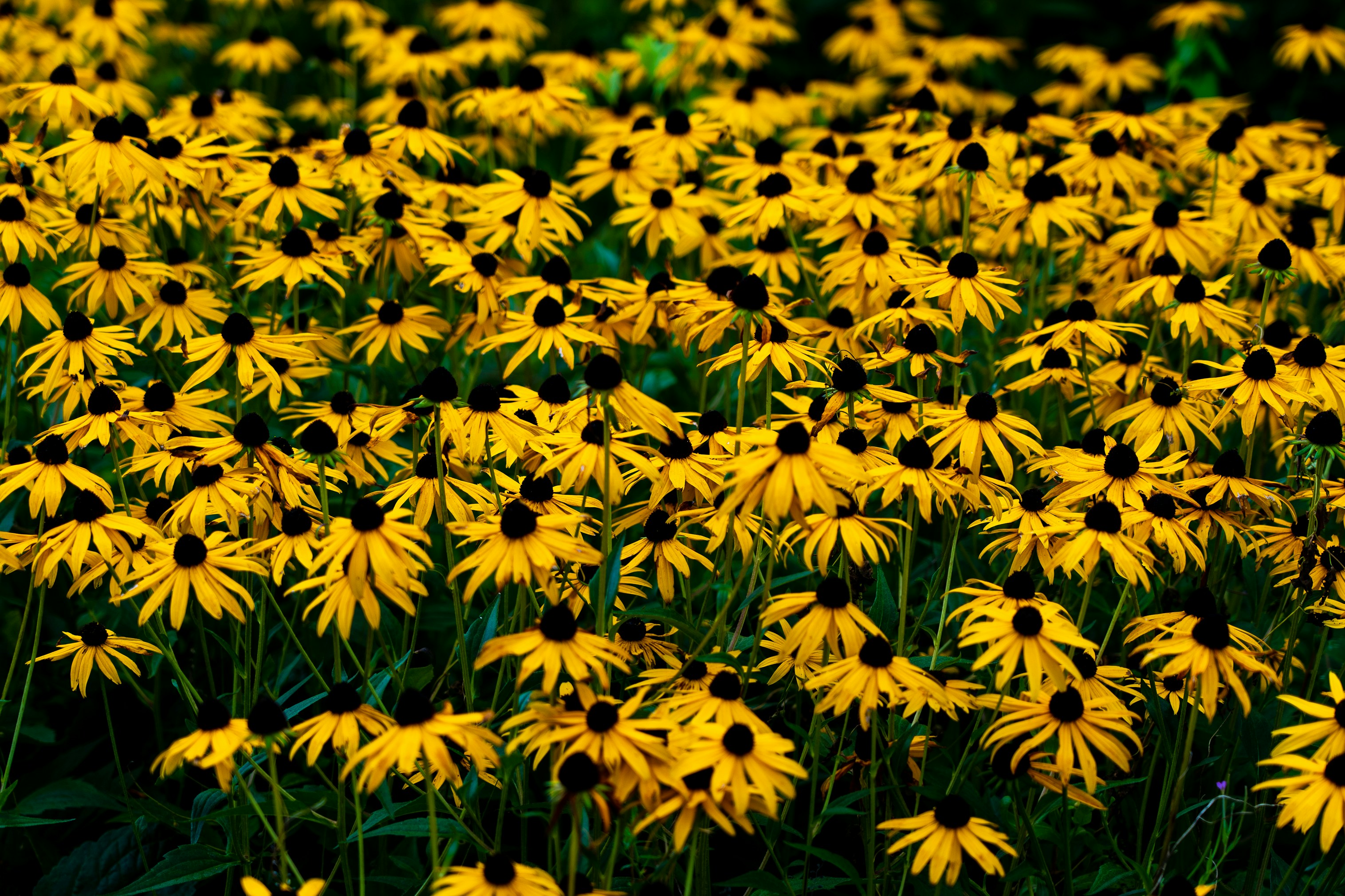 Several yellow coneflowers