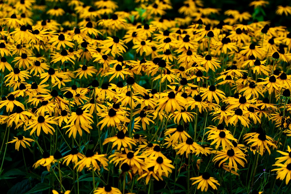 fiori gialli in lente tilt shift