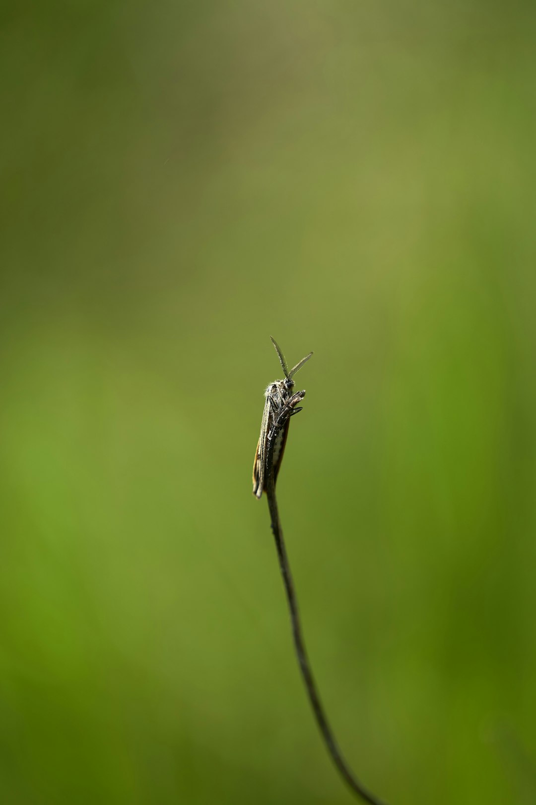 green grasshopper perched on green leaf in close up photography during daytime