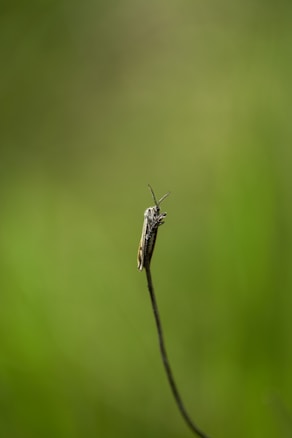 A single insect perched on the tip of a slender, vertical stem against a blurred green background. The insect has delicate antennae and wings with intricate patterns.