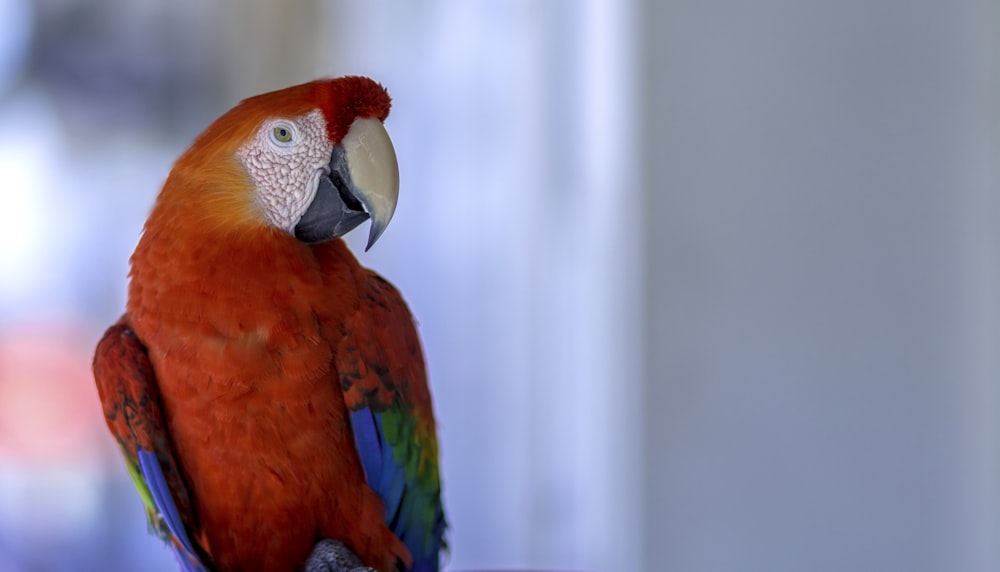 guacamayo rojo, azul y amarillo