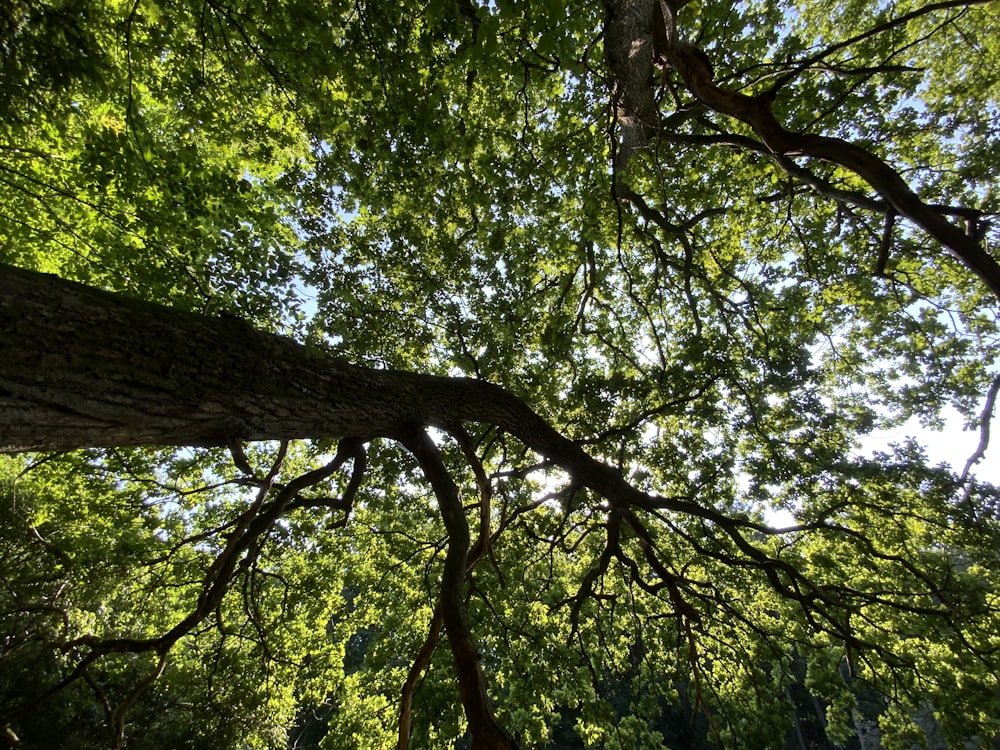 albero verde con foglie verdi durante il giorno