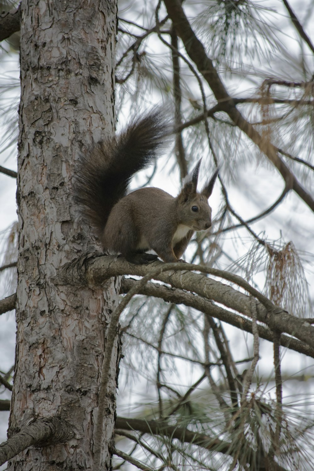 brown squirrel on brown tree branch during daytime