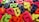 A collection of colorful, plastic Bengali alphabet letters scattered randomly across a brown surface. The letters feature vibrant shades of pink, green, blue, yellow, and orange, creating a lively and playful arrangement.