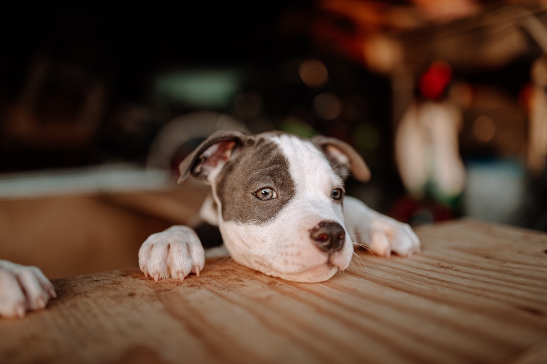 white and black short coat dog lying on brown wooden floor