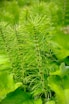 green plant in macro lens