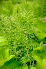 green plant in macro lens