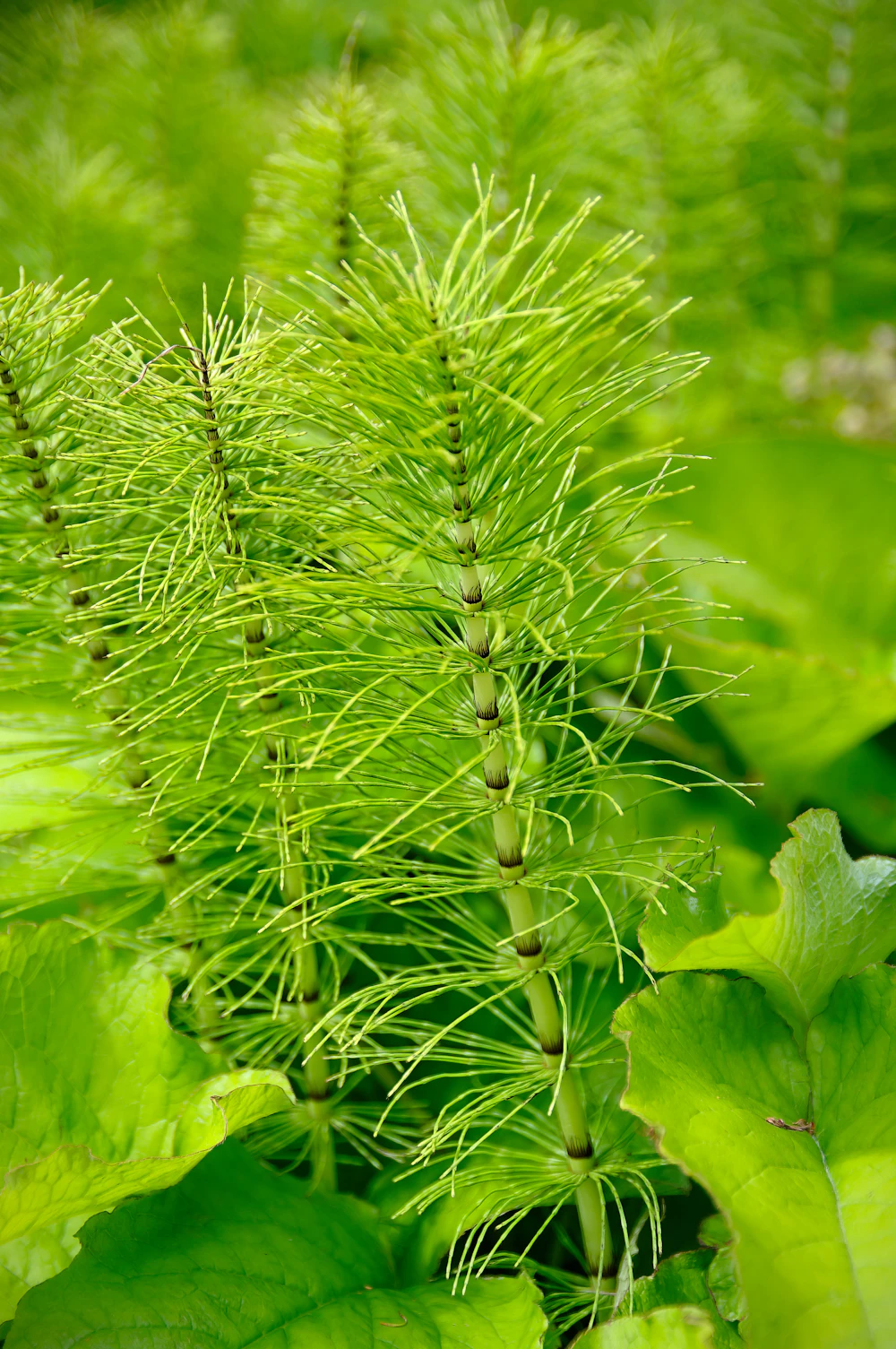 Horsetail in Spring
