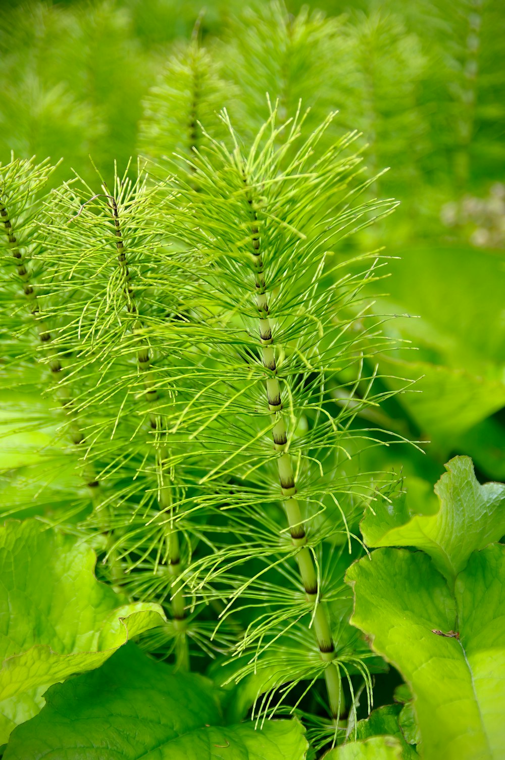 マクロレンズの緑の植物
