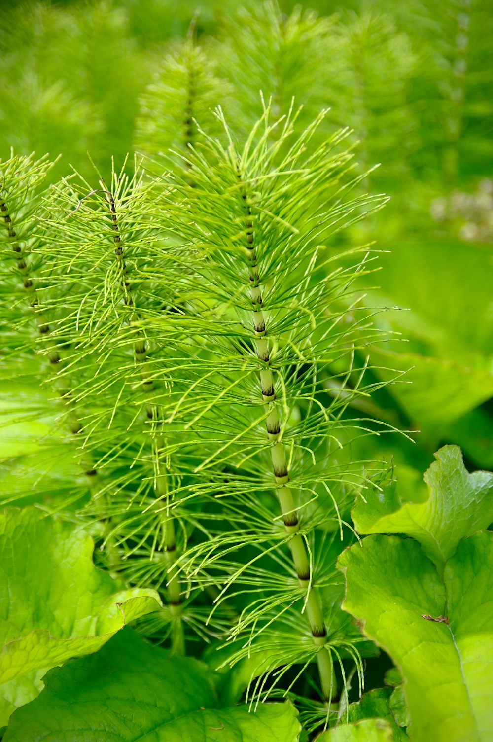 green plant in macro lens