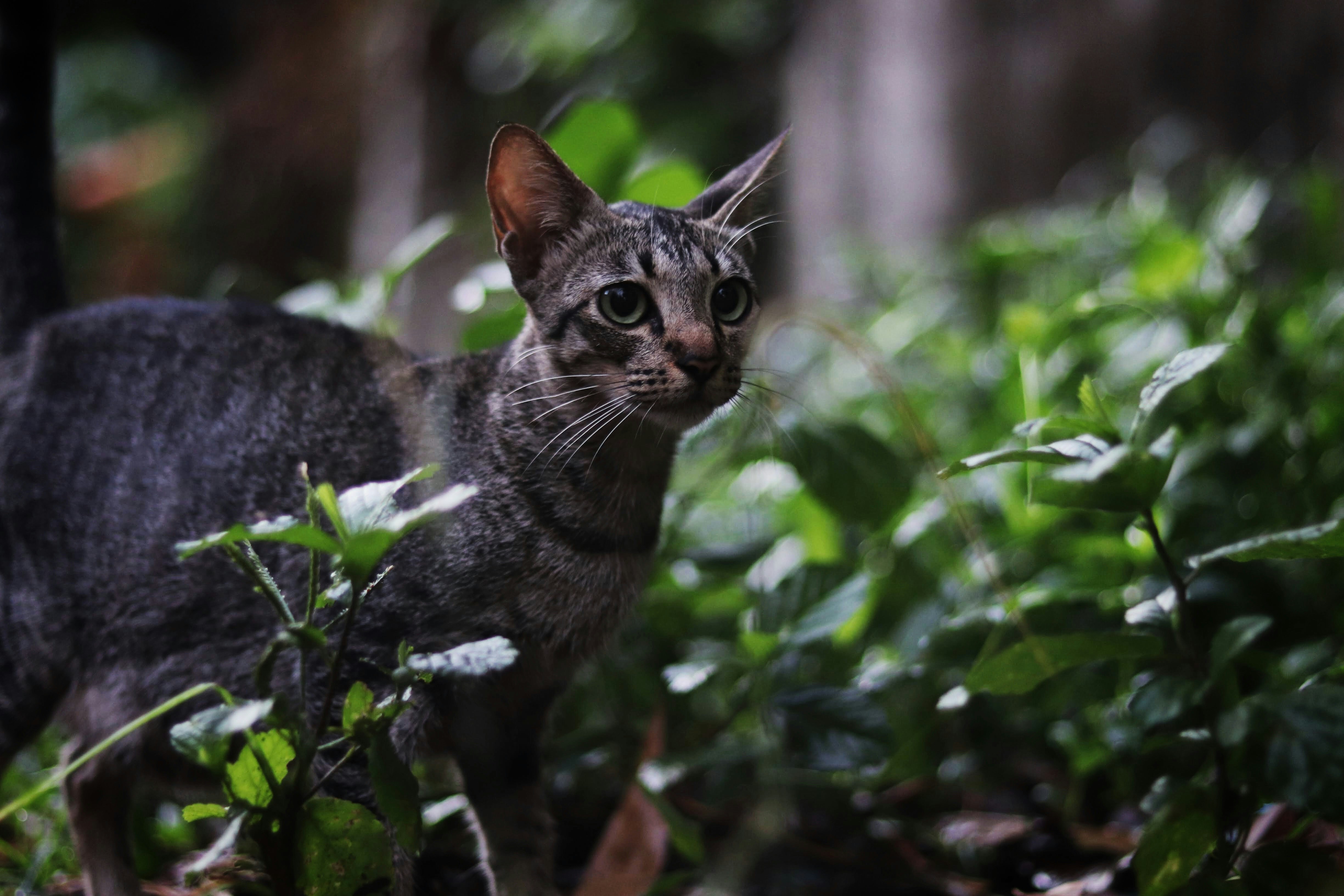 Photo by arnellebalane