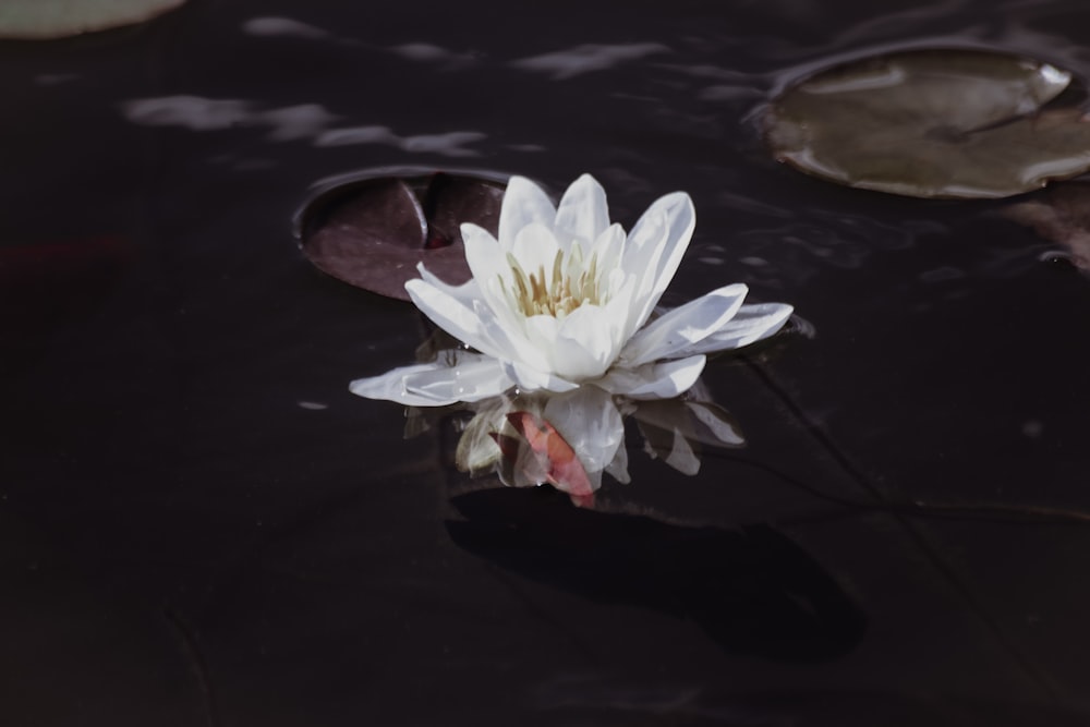 white water lily in bloom
