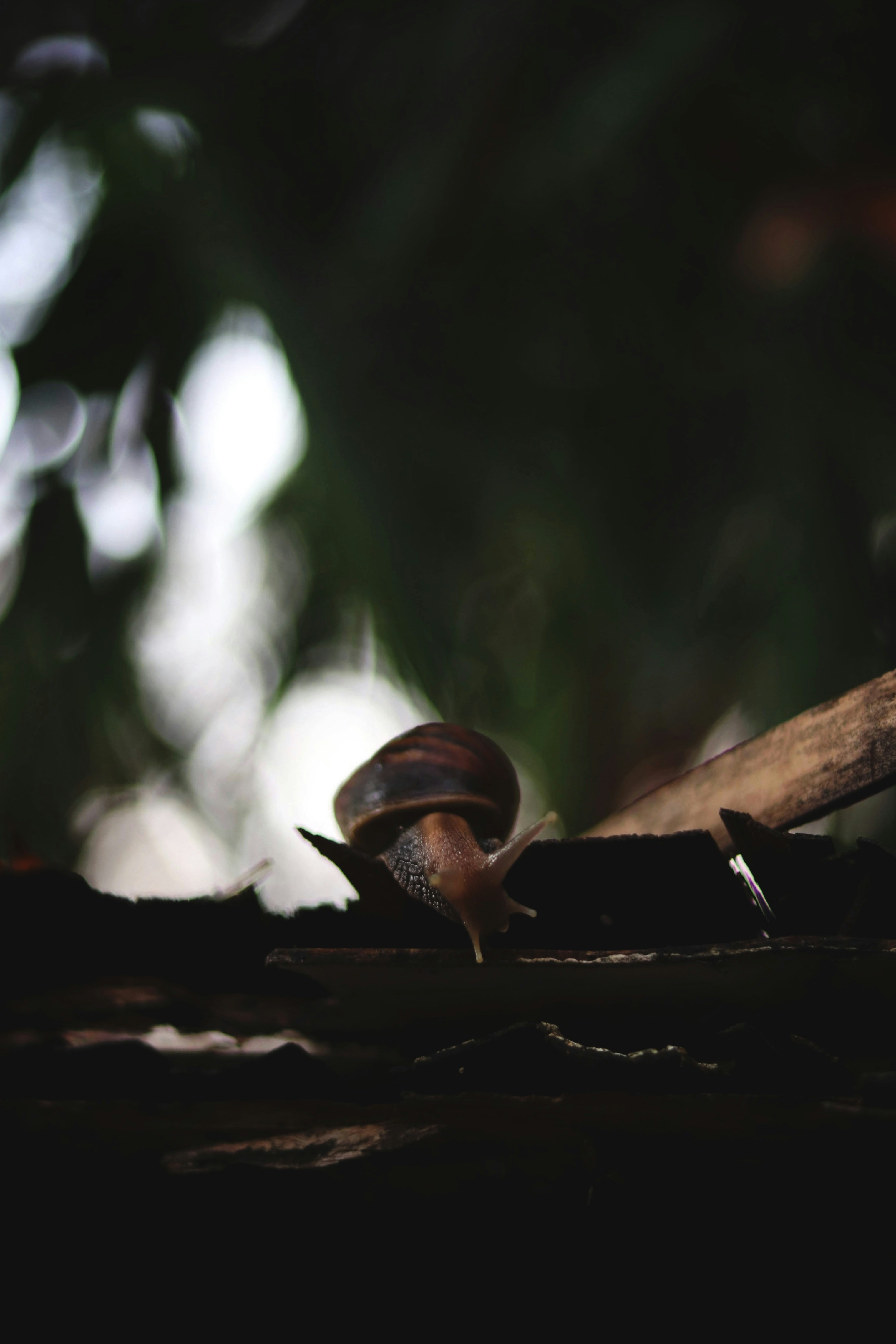 Photo by arnellebalane