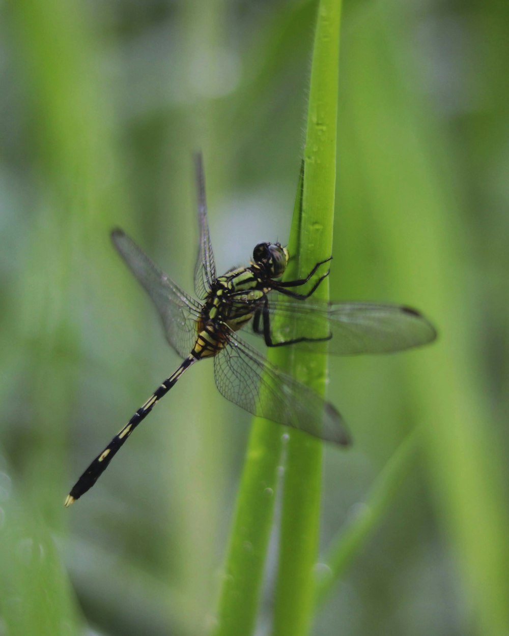 black and white dragonfly on green leaf