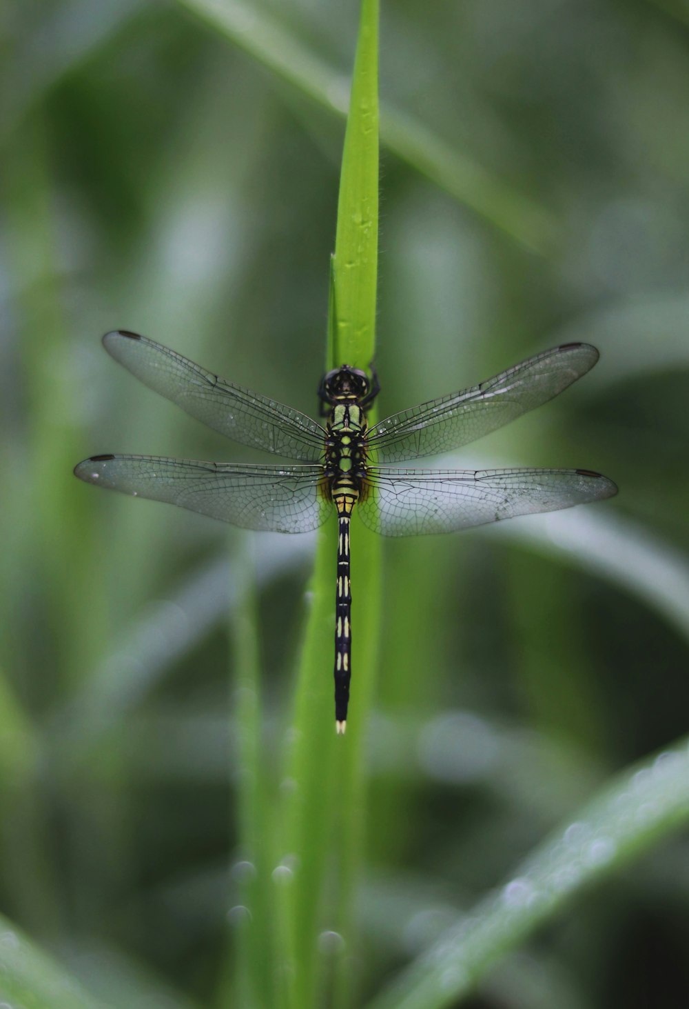 green and black dragonfly on green leaf