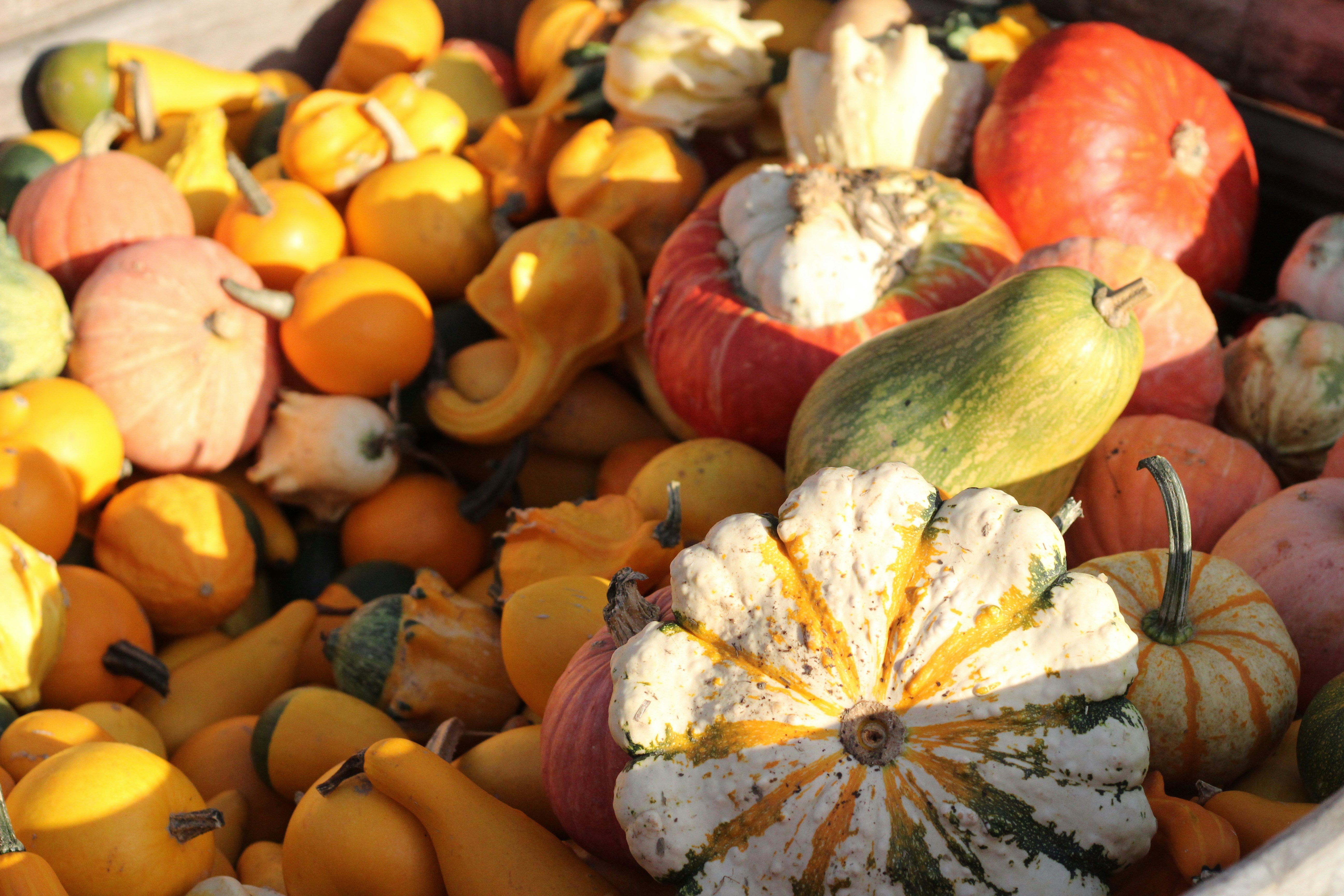 orange and white round fruits