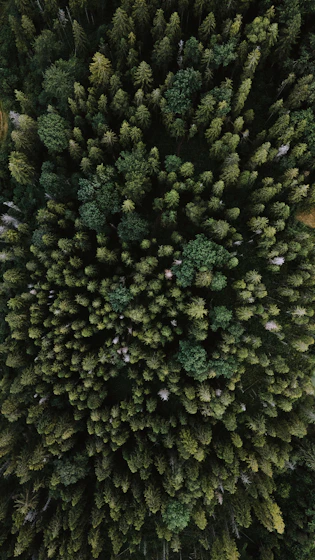 green trees on green grass field during daytime