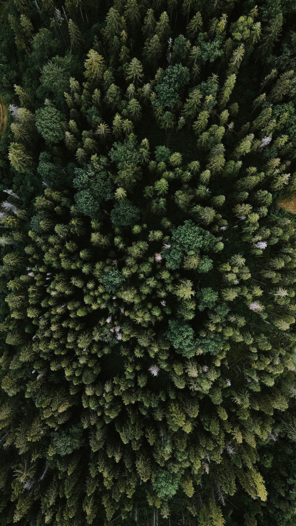 arbres verts sur un champ d’herbe verte pendant la journée