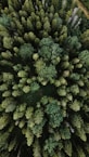 green pine tree during daytime