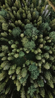 green pine tree during daytime