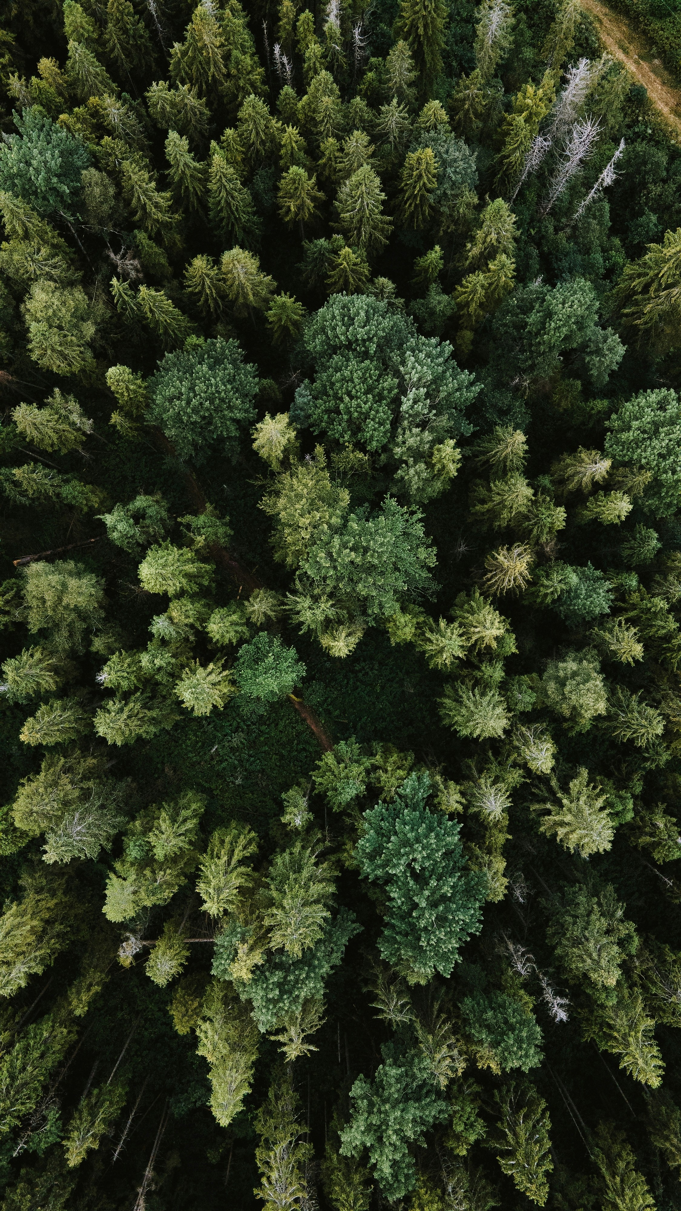 How Do You Navigate Through Dense Forests?