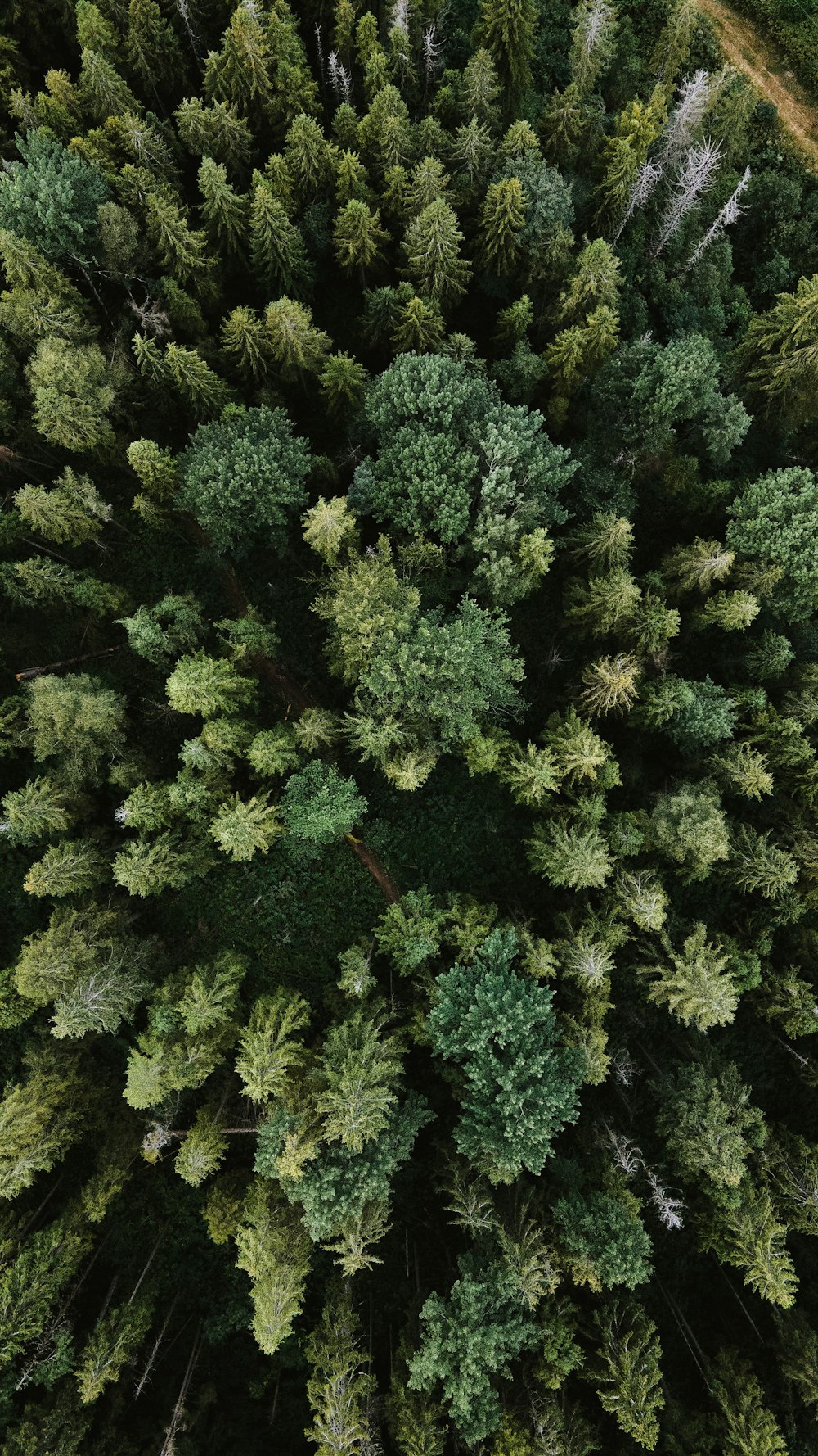 green pine tree during daytime