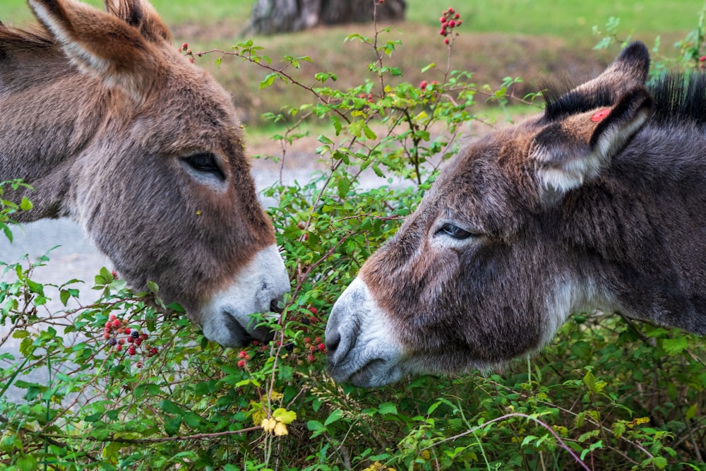 brown and white animal eating grass