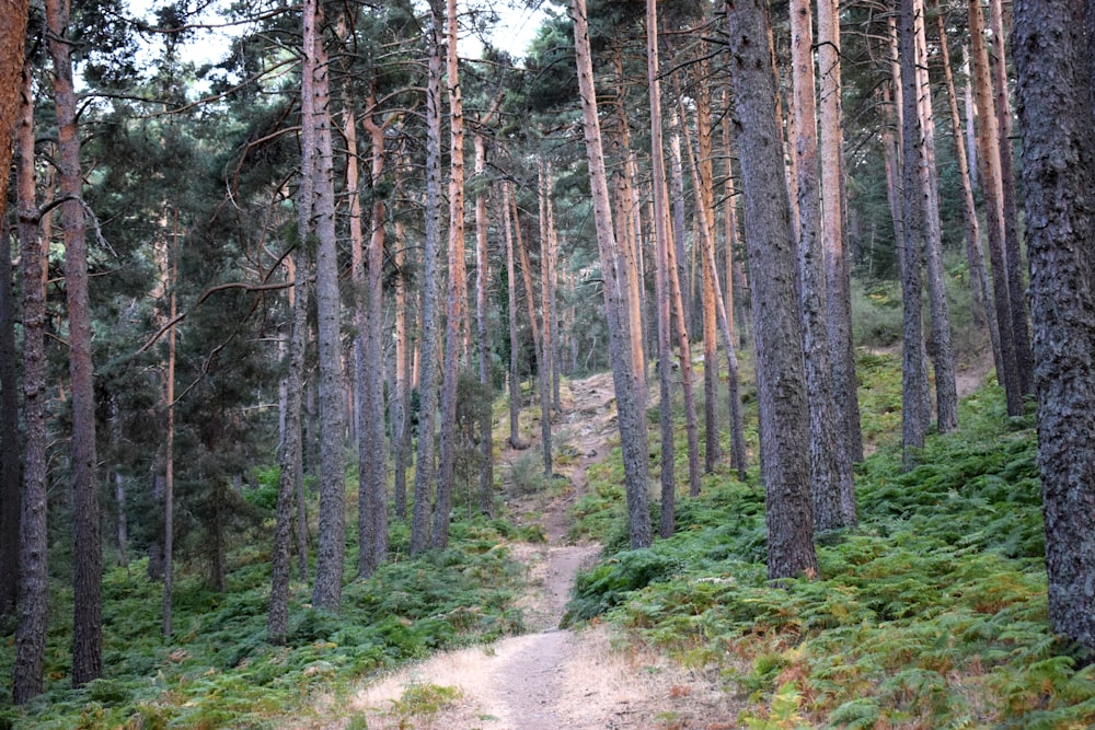 green trees on brown dirt road during daytime