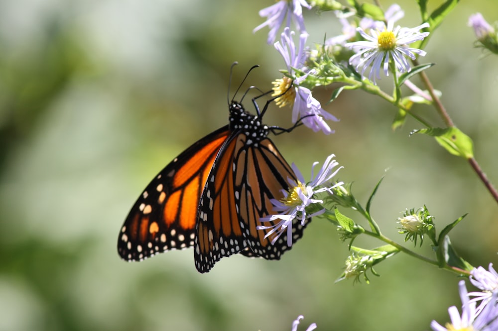 Monarchfalter sitzt tagsüber auf weißer Blume in Nahaufnahmen