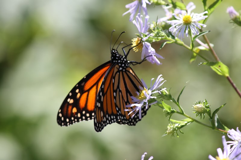 Butterfly expressing nature