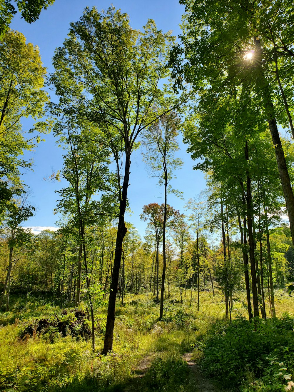 green trees and grass during daytime