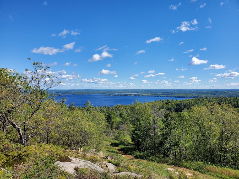 green trees near blue sea under blue sky during daytime