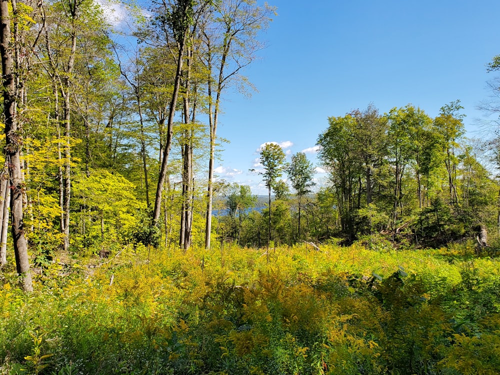 green trees and green grass under blue sky during daytime