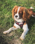 brown and white short coated dog lying on green grass during daytime