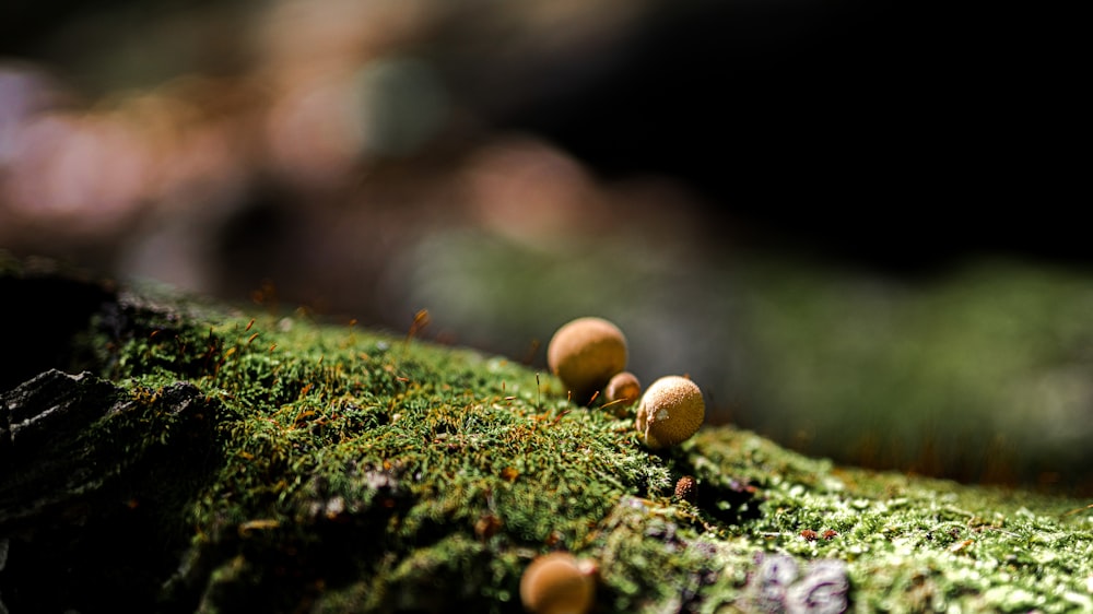 brown mushrooms on green moss in tilt shift lens