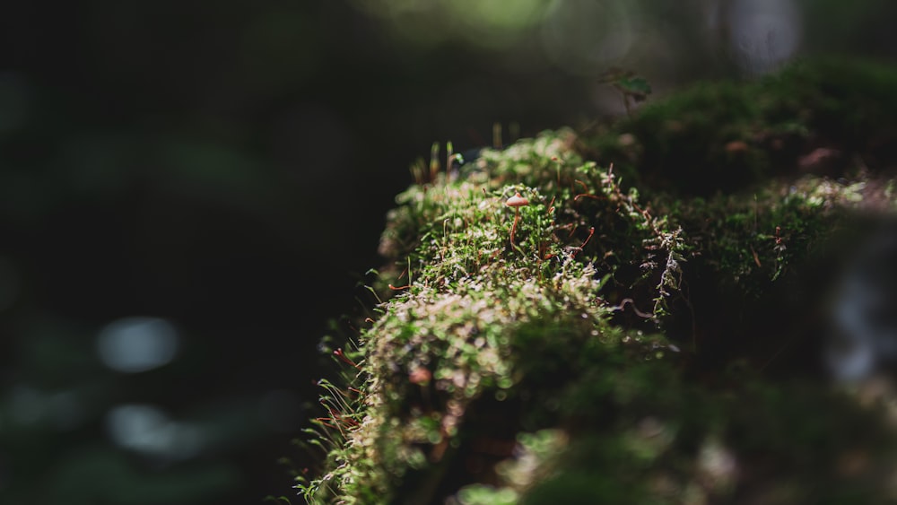 green moss in macro photography