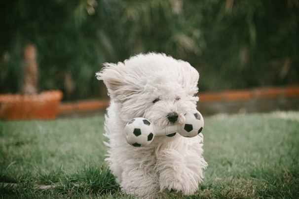 A fluffy white dog energetically running on grass with a toy that resembles two soccer balls in its mouth. The background is slightly blurred, with greenery and a hint of a brown planter visible.