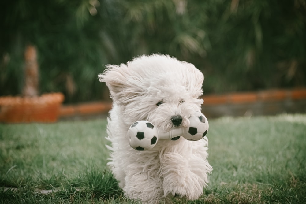 white long coat small dog on green grass field