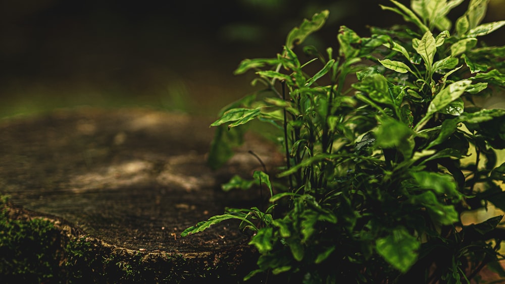 green plant on brown soil