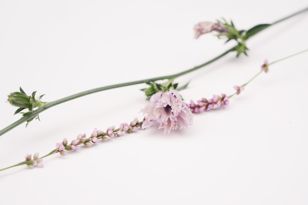 white flower on white background