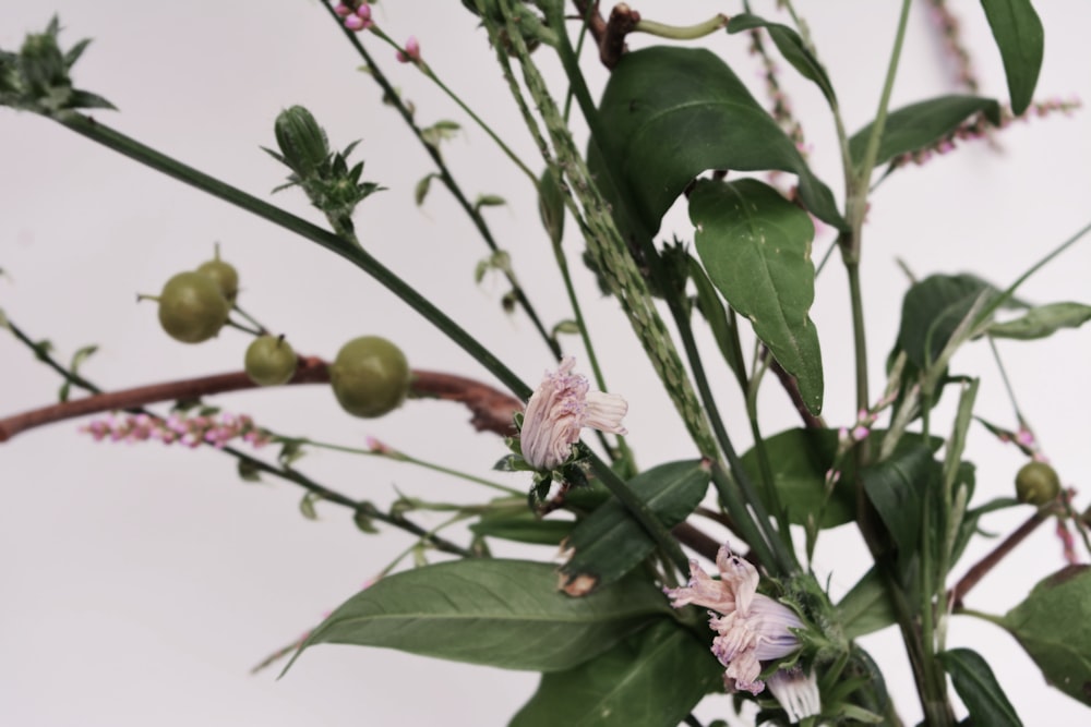 pink and white flowers with green leaves