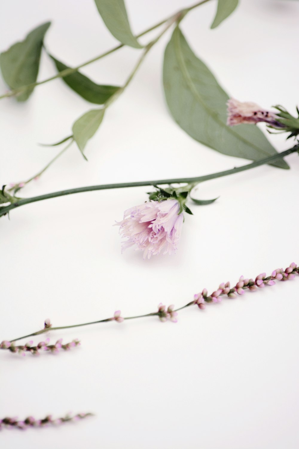 pink flower with green leaves