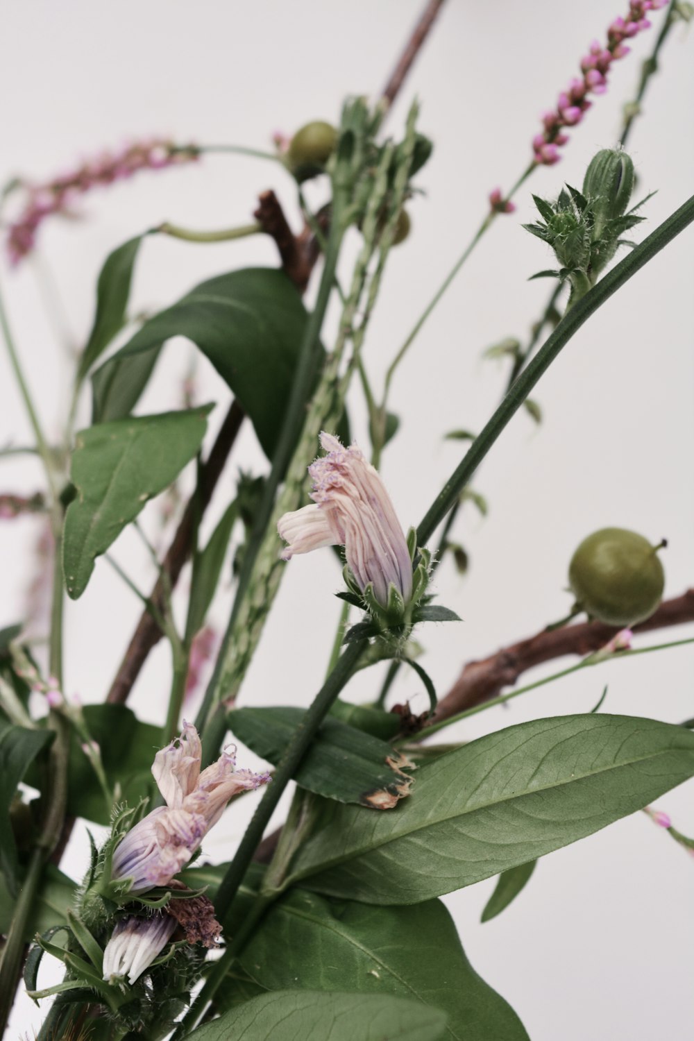 white flower with green leaves