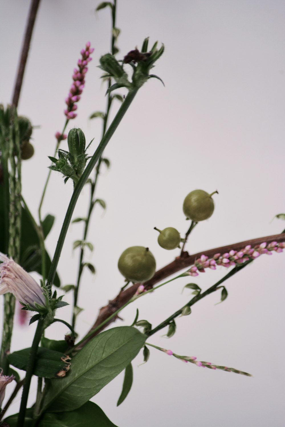 pink flower with green leaves