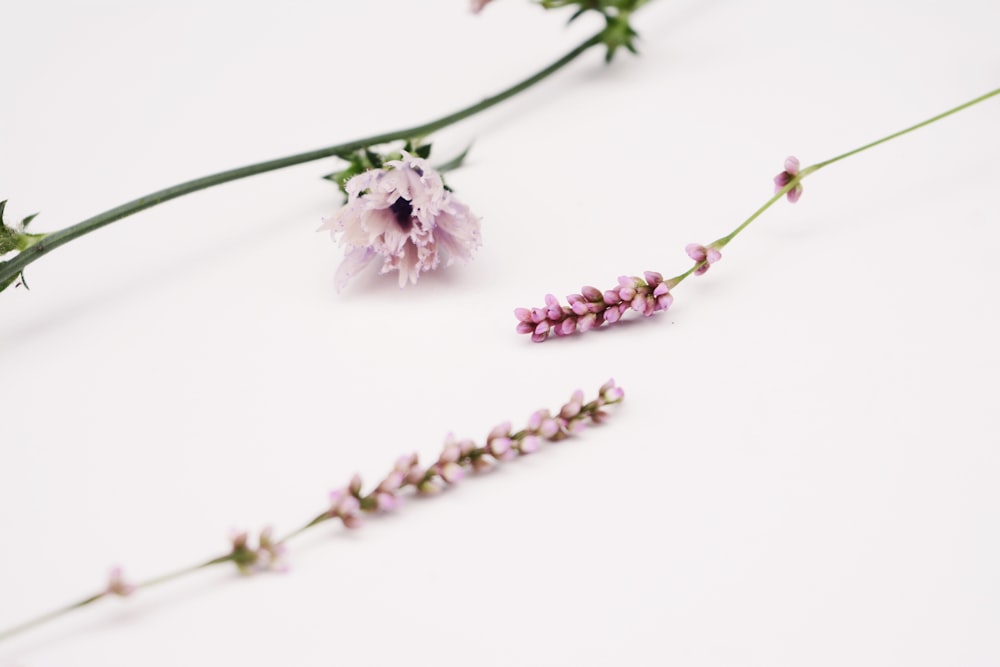 white flower on white surface