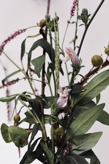 A close-up of a beautifully arranged plant display.