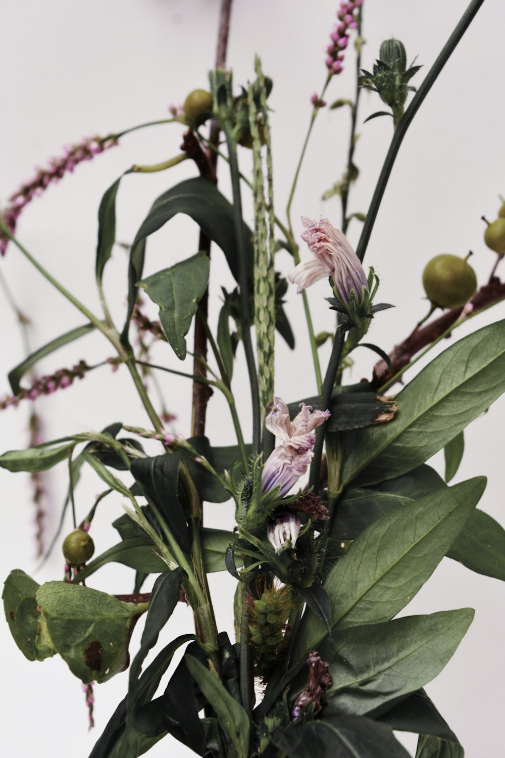 fiore rosa e bianco con foglie verdi