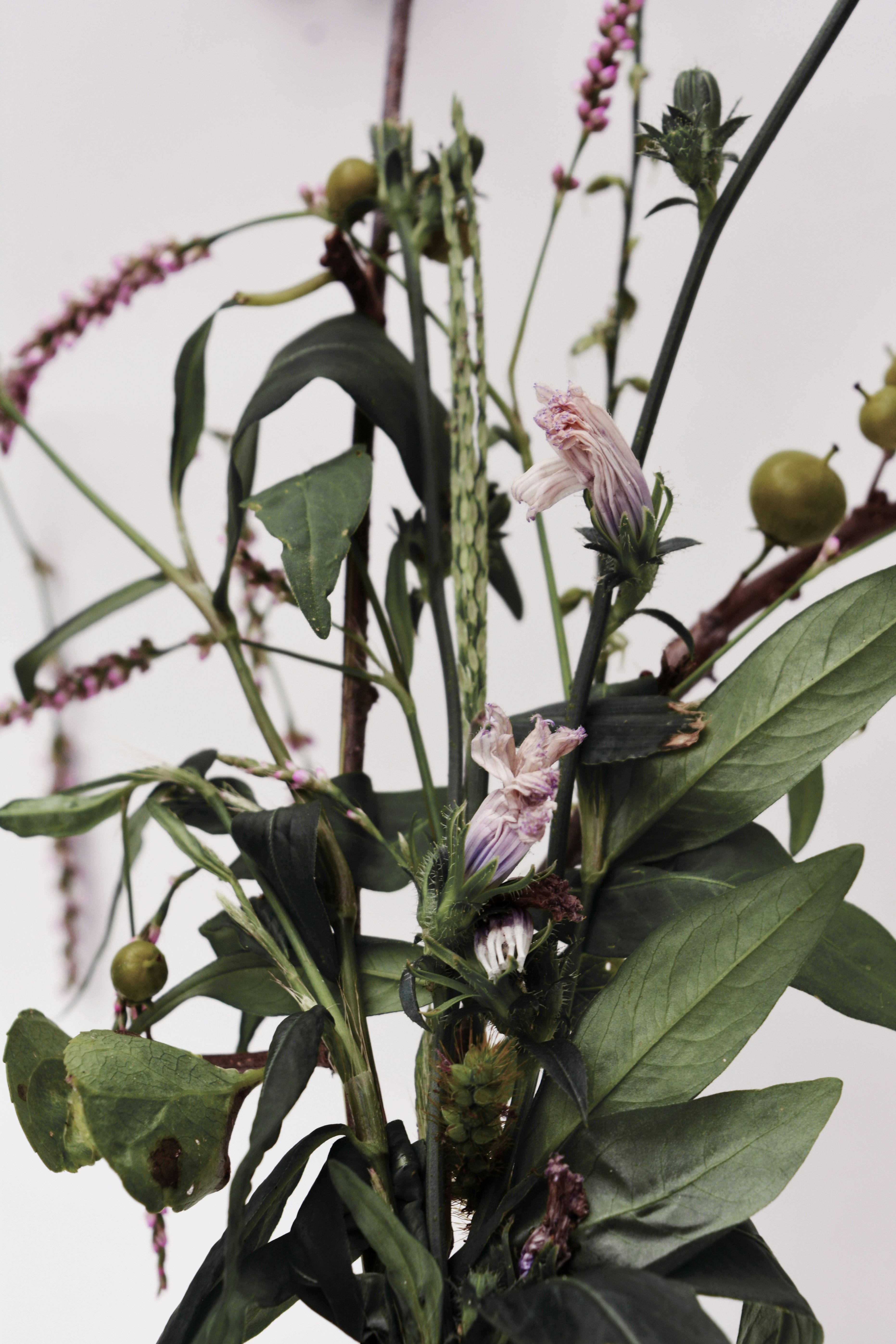 pink and white flower with green leaves